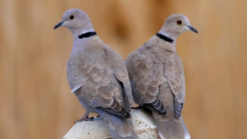 Migratory birds return to Bosten Lake in Xinjiang