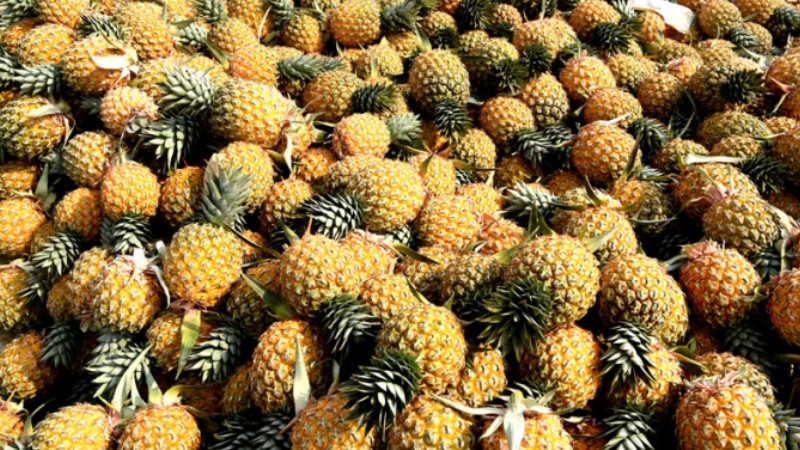 Mango pineapple output exceeds 2,000 kg per mu in S China’s Hainan