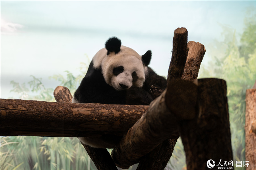 Photo shows giant panda Dingding at the Moscow Zoo in the capital of Russia. (People’s Daily Online/Weng Qiyu)