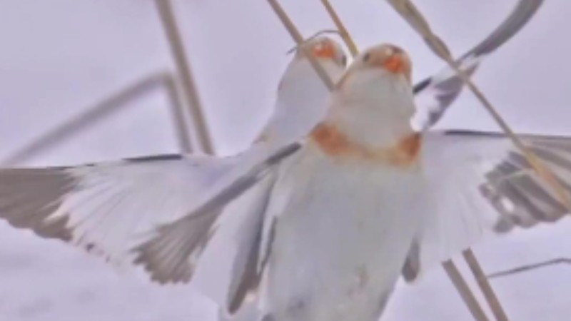 Snow buntings fly in great synchronization