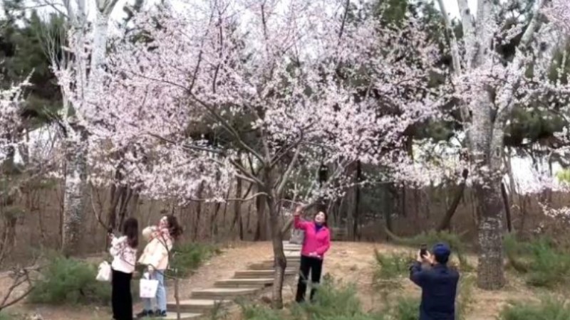 Spring in Beijing: Early cheery flowers bloom in Yuyuantan Park