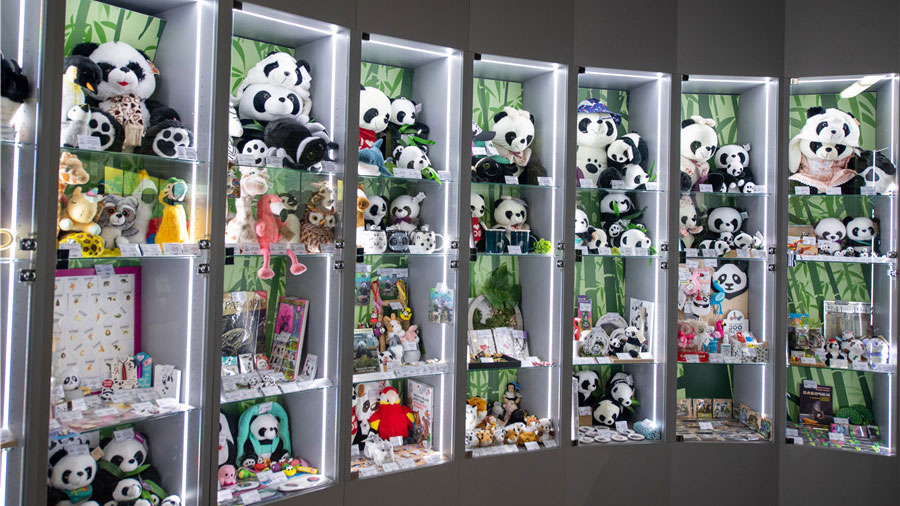 Cute giant pandas at Moscow Zoo attract tourists