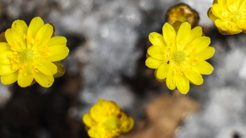 In pics: blooming adonis amurensis in Changchun, NE China's Jilin