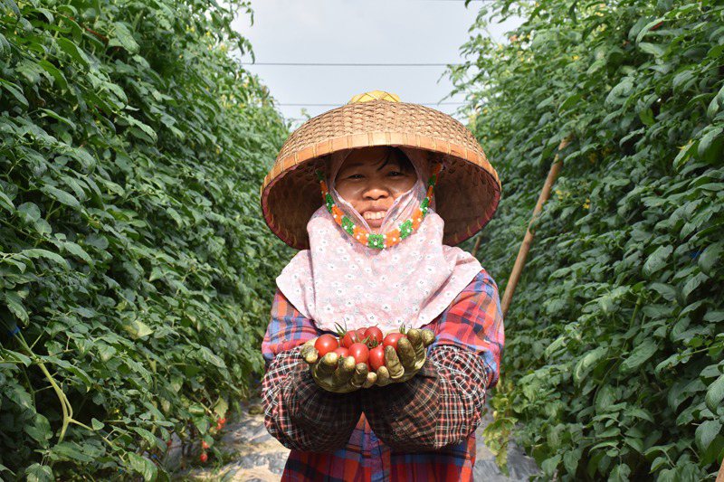 Cherry tomatoes enter harvest season in S China’s Hainan