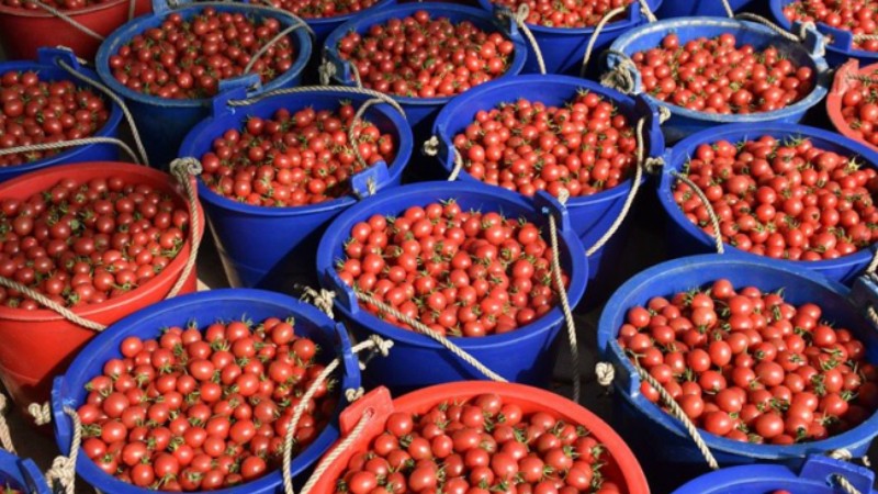 Cherry tomatoes enter harvest season in S China’s Hainan