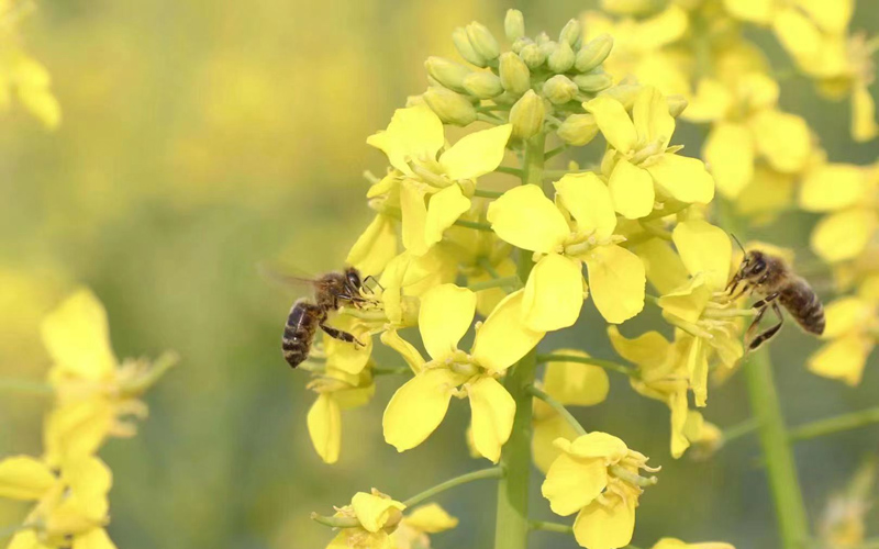 Rapeseed flowers help bring prosperity to countryside in Shayang, C China's Hubei