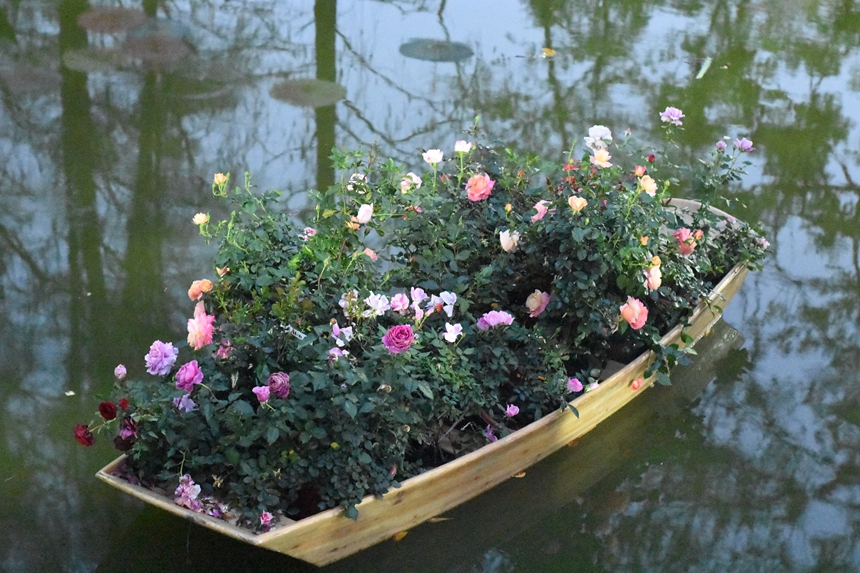 In pics: Beauty of roses attracts visitors to 2023 Shenzhen Rose Show