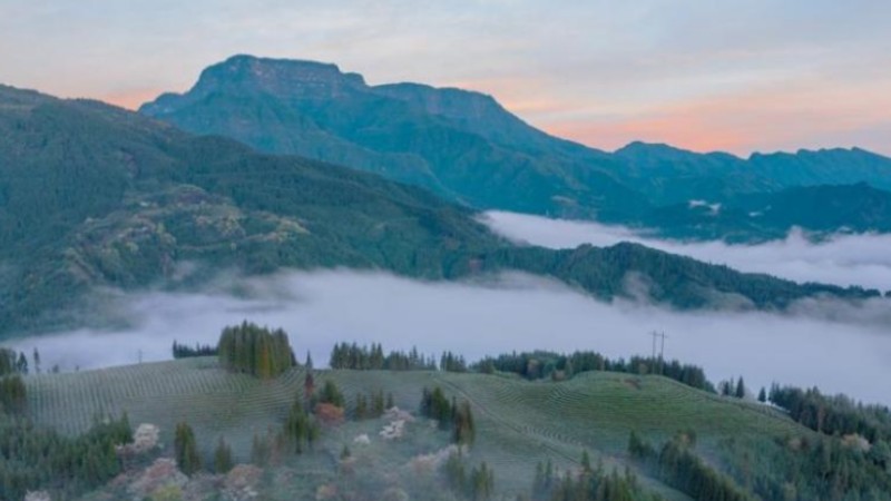 Picturesque scenery of cloud-shrouded tea garden in Sichuan
