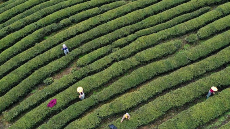 Ottelia acuminata blooming in Kunming, SW China