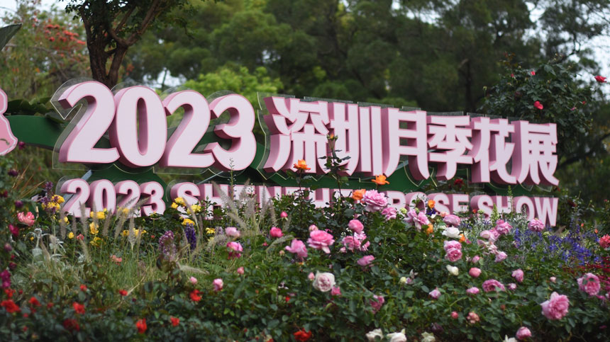 In pics: Beauty of roses attracts visitors to 2023 Shenzhen Rose Show