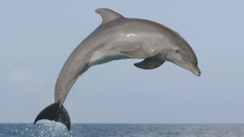 Dolphins frolic near Ningbo