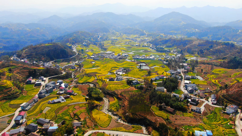 Rapeseed flowers bloom in ancient terraced fields in NW China's Shaanxi