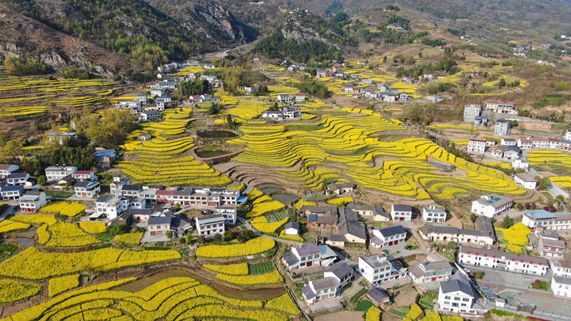 Rapeseed flowers bloom in ancient terraced fields in NW China's Shaanxi