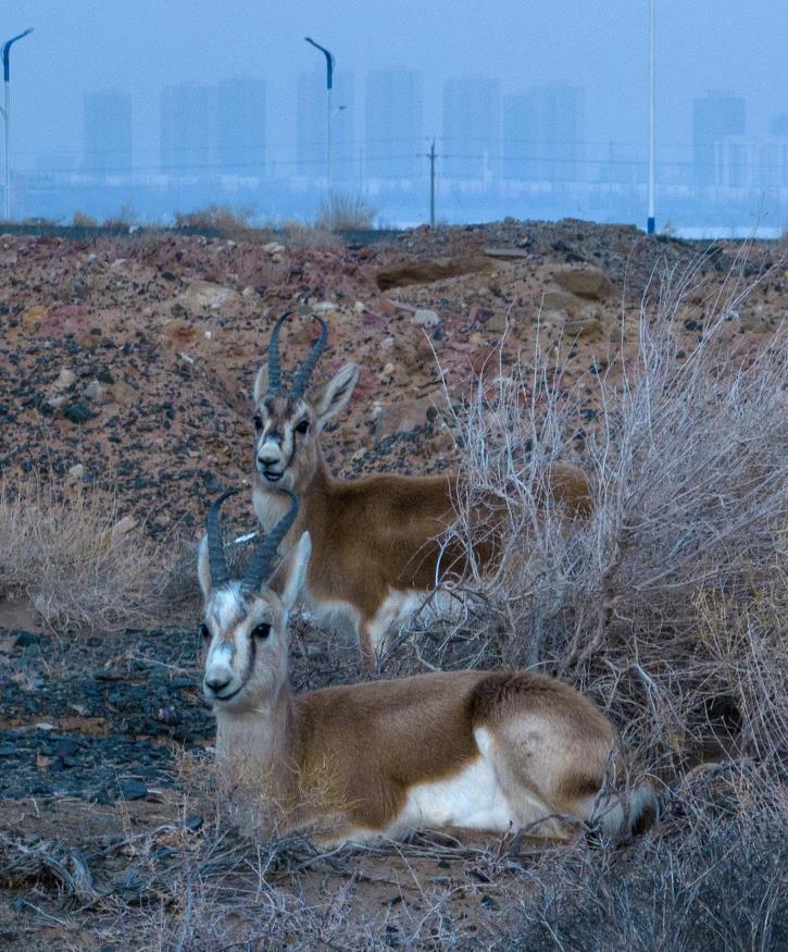 Flocks of wild black-tailed gazelle forage in Karamay, NW China's Xinjiang