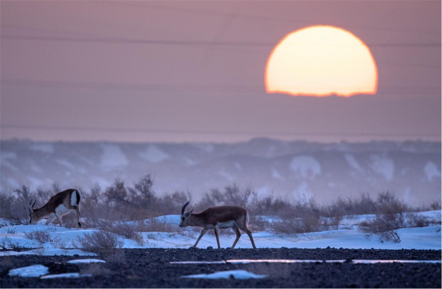 Flocks of wild black-tailed gazelle forage in Karamay, NW China's Xinjiang