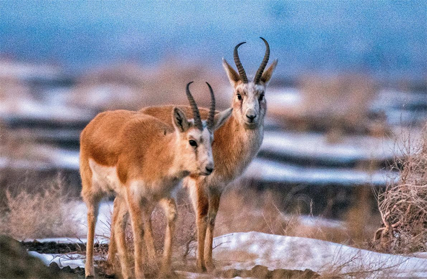 Flocks of wild black-tailed gazelle forage in Karamay, NW China's Xinjiang