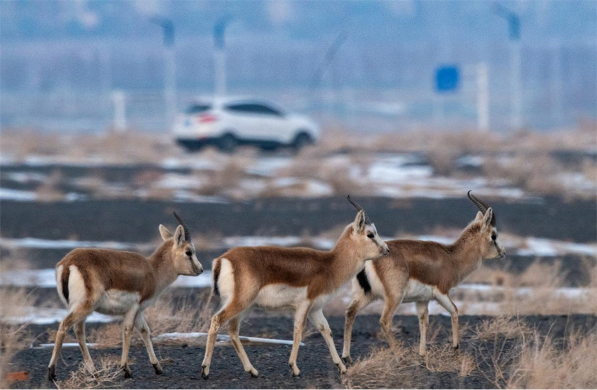 Flocks of wild black-tailed gazelle forage in Karamay, NW China's Xinjiang
