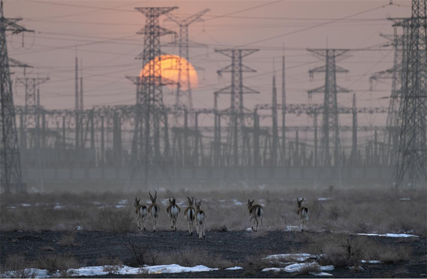 Flocks of wild black-tailed gazelle forage in Karamay, NW China's Xinjiang