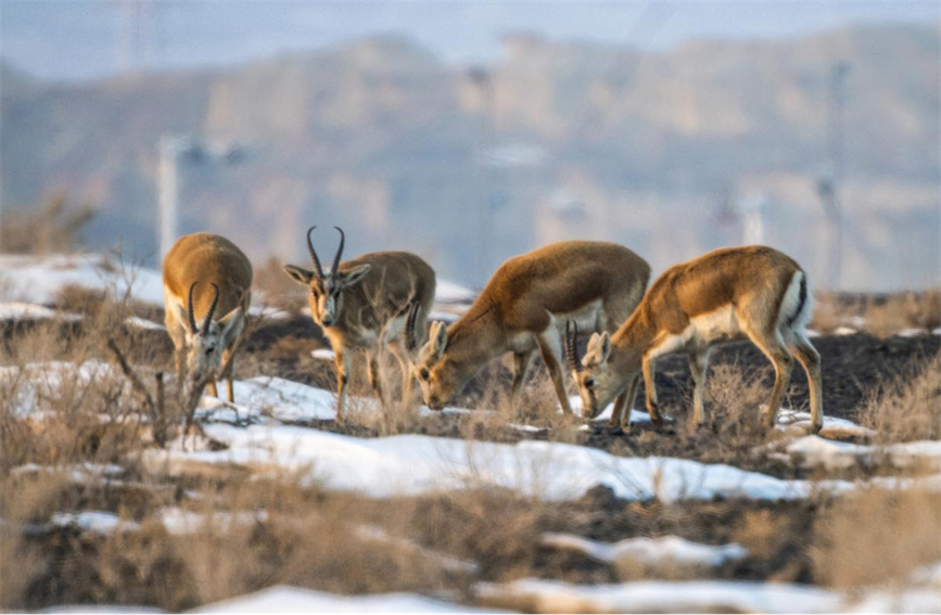 Flocks of wild black-tailed gazelle forage in Karamay, NW China's Xinjiang
