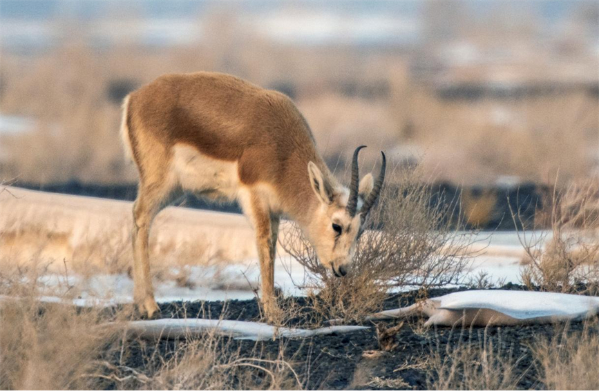 Flocks of wild black-tailed gazelle forage in Karamay, NW China's Xinjiang