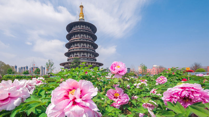 Central China's Luoyang to kick off its 40th peony cultural festival