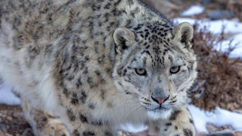 Rare snow leopard spotted in Qilian Mountains of China