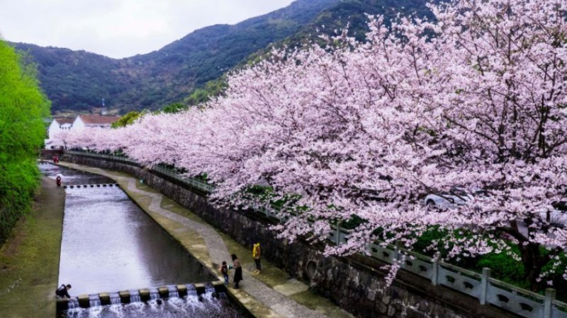 Flowers bloom across China in spring