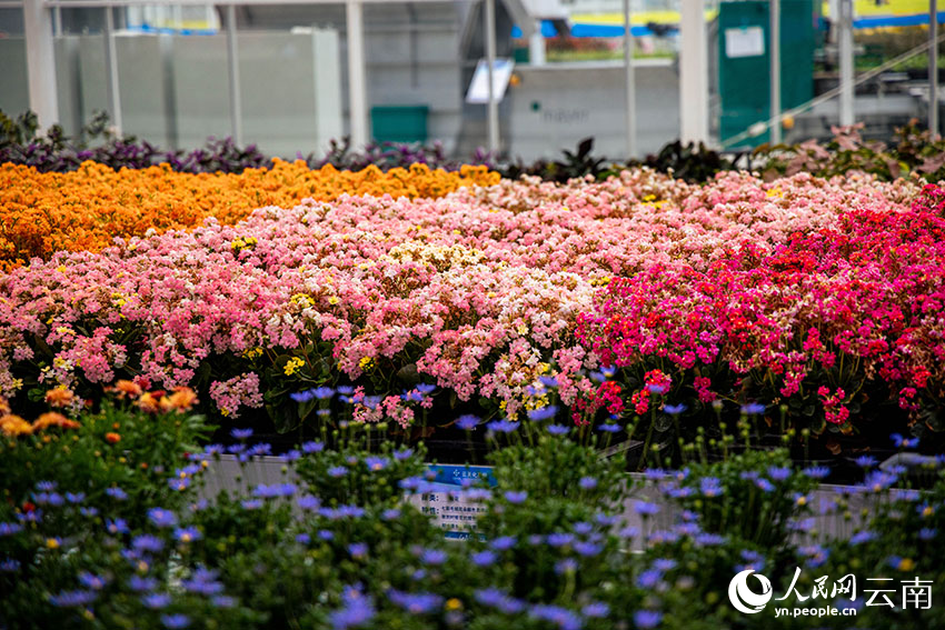 Digitalization spurs modernization of flower industry in SW China’s Yunnan