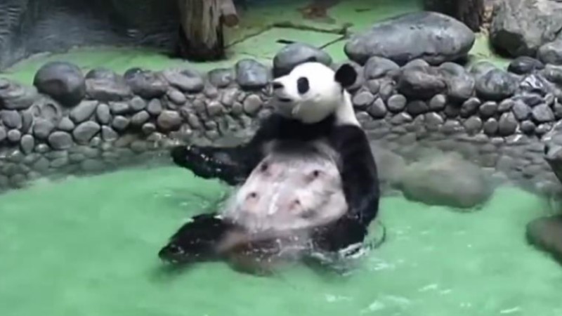 Giant panda enjoys cozy bath