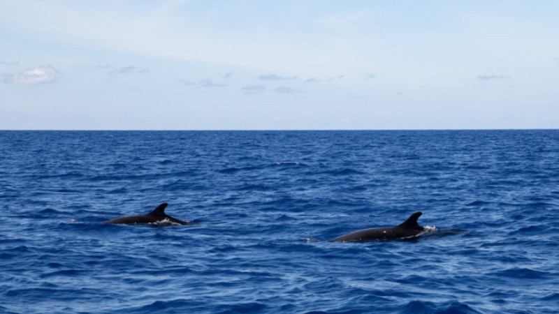 Long-term ocean probe platform deployed in South China Sea