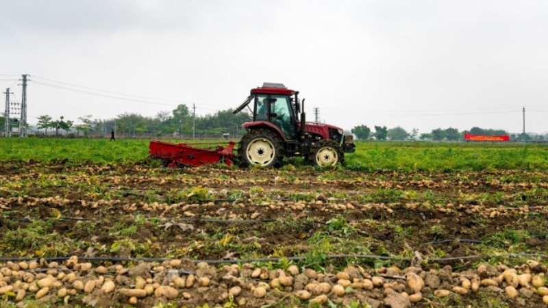 Village in S China's Guangdong sees bumper winter potato harvest