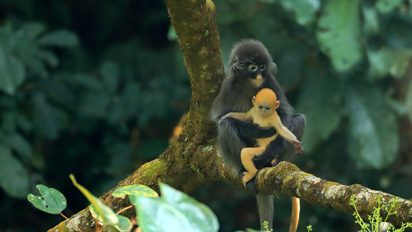 Baby Phayre's leaf monkey cuddles with parents in SW China’s Yunnan