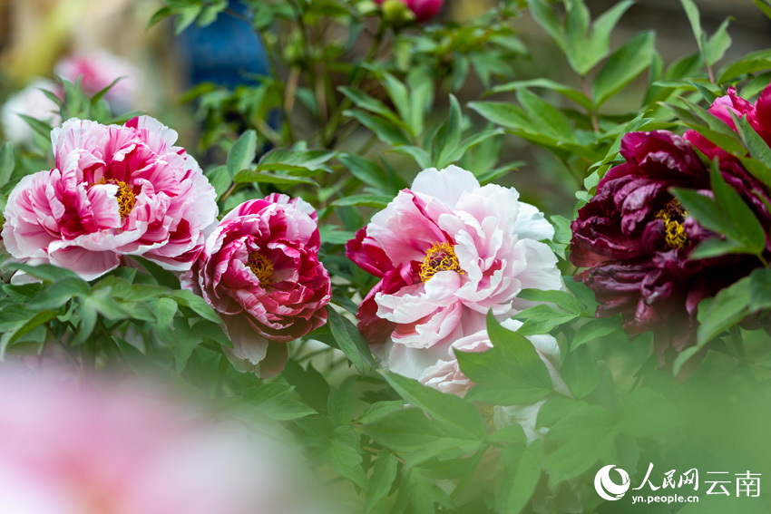 Peony cultural tourism festival kicks off in Wuding, SW China’s Yunnan