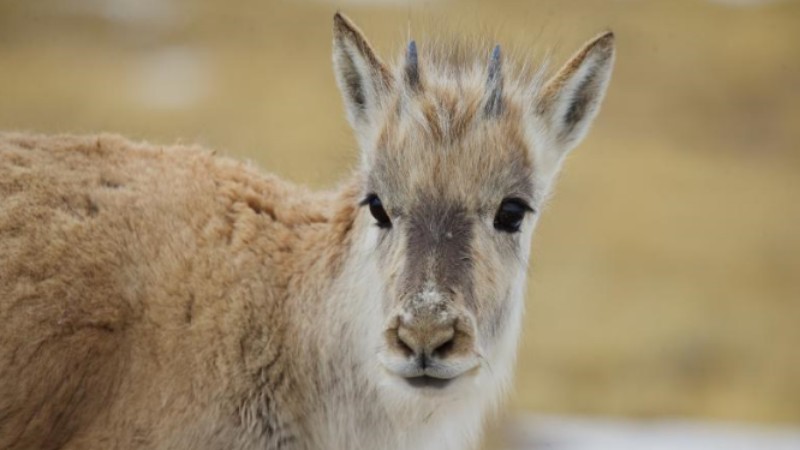 Tibetan antelops thrive at Hoh Xil nature reserve