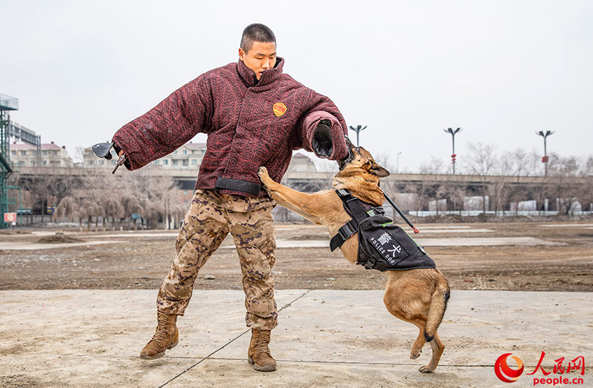 In pics: police dogs undergo various training programs in NW China's Xinjiang