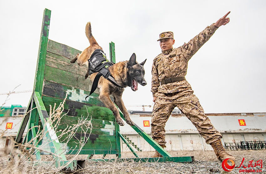 In pics: police dogs undergo various training programs in NW China's Xinjiang