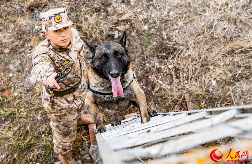 In pics: police dogs undergo various training programs in NW China's Xinjiang