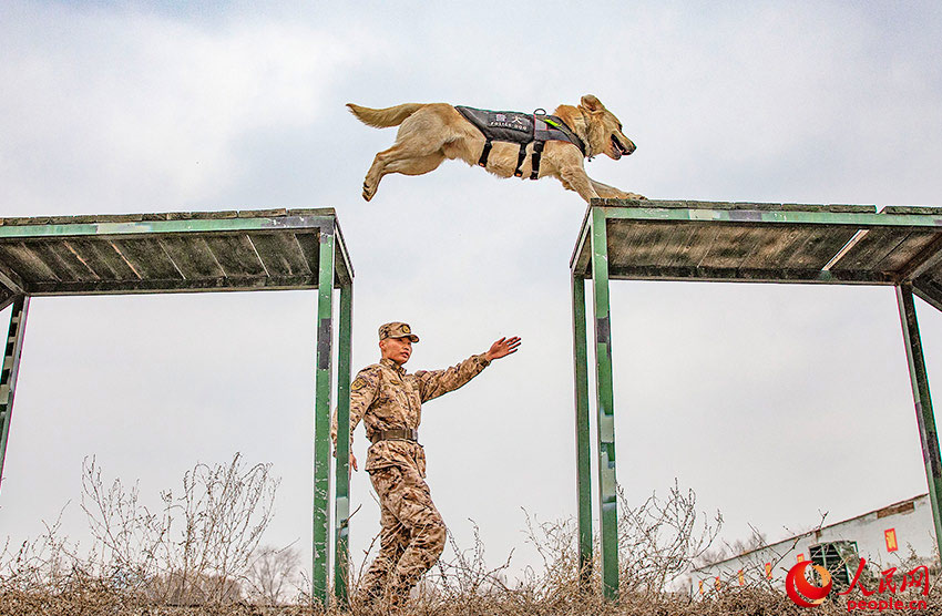 In pics: police dogs undergo various training programs in NW China's Xinjiang