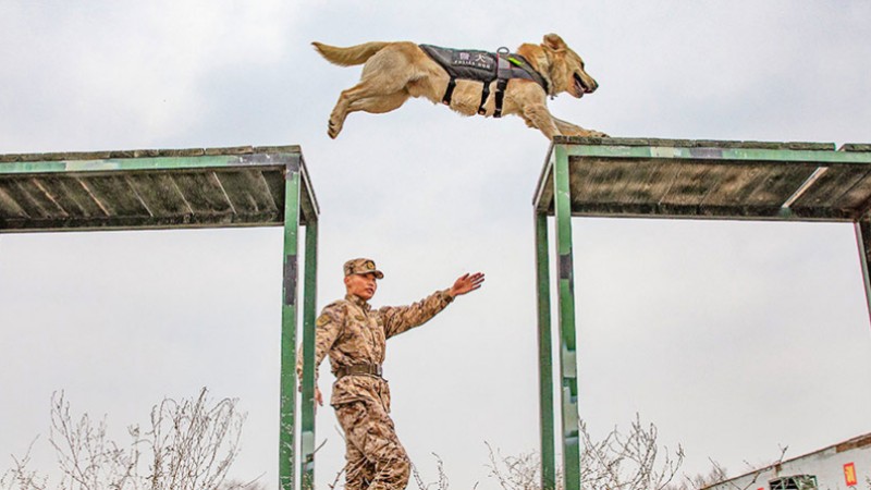 In pics: police dogs undergo various training programs in NW China's Xinjiang