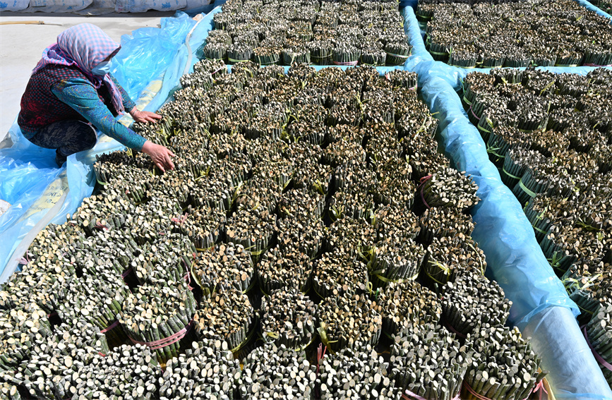 Saplings prepared, transported to clients in southern Xinjiang during season of afforestation