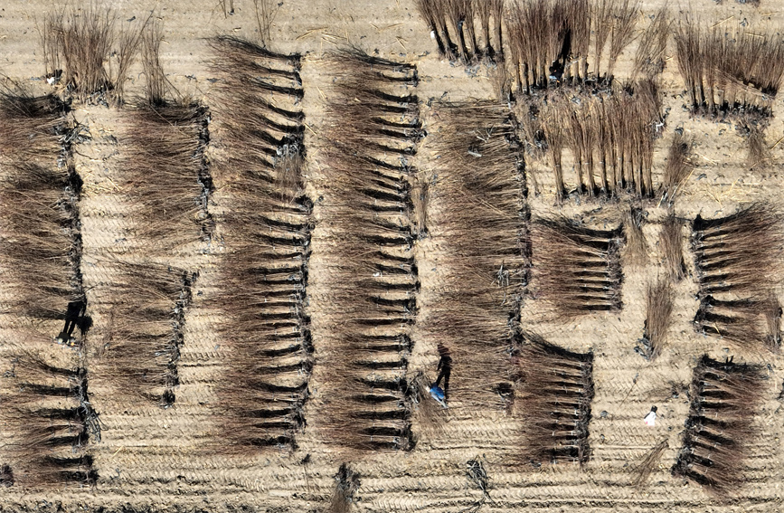 Saplings prepared, transported to clients in southern Xinjiang during season of afforestation