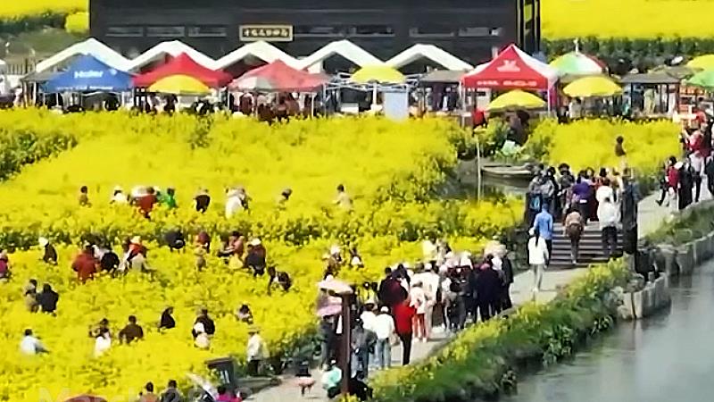 Beautiful scroll, sea of flowers in Jiangsu