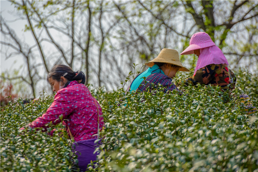 Town in E China’s Anhui boosts rural revitalization with tea industry
