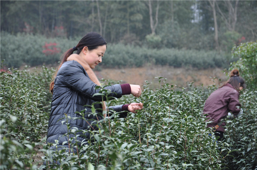 Town in E China’s Anhui boosts rural revitalization with tea industry