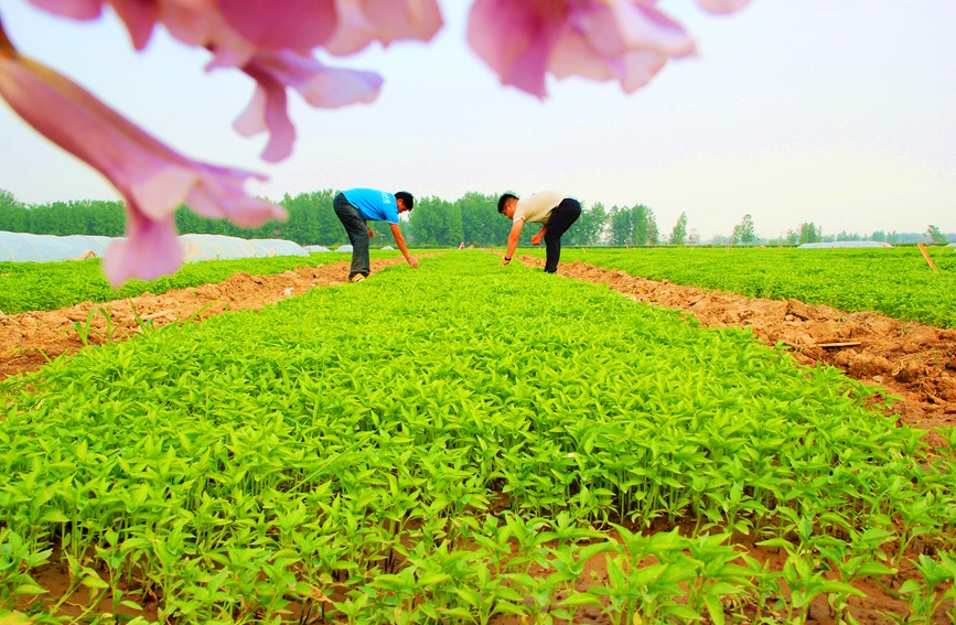 Farmers busy with spring farming in Zhecheng, C China's Henan