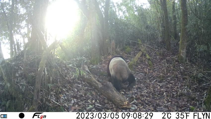 Wild giant pandas caught on camera in SW China's Sichuan