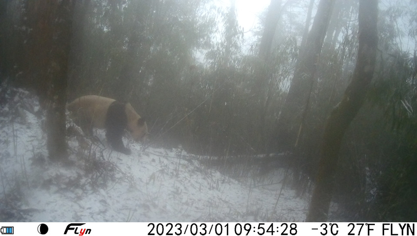 Wild giant pandas caught on camera in SW China's Sichuan