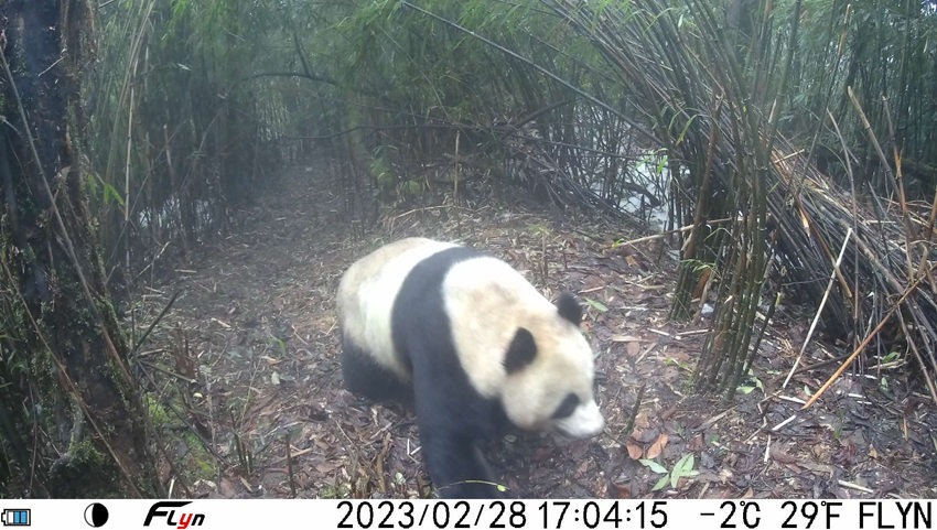 Wild giant pandas caught on camera in SW China's Sichuan