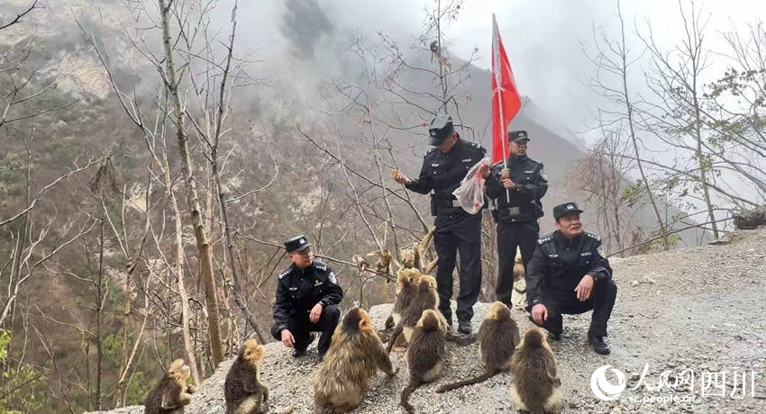 Golden snub-nosed monkeys interact with police officers in SW China’s Sichuan