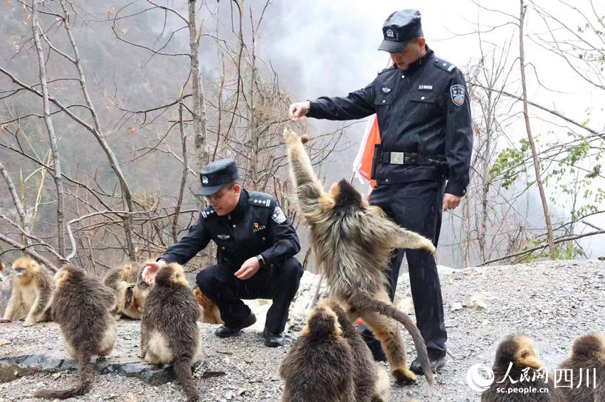 Golden snub-nosed monkeys interact with police officers in SW China’s Sichuan